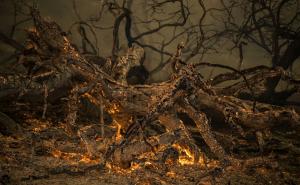 Požari i dalje bjesne u Californiji, stradala 70-godišnjakinja